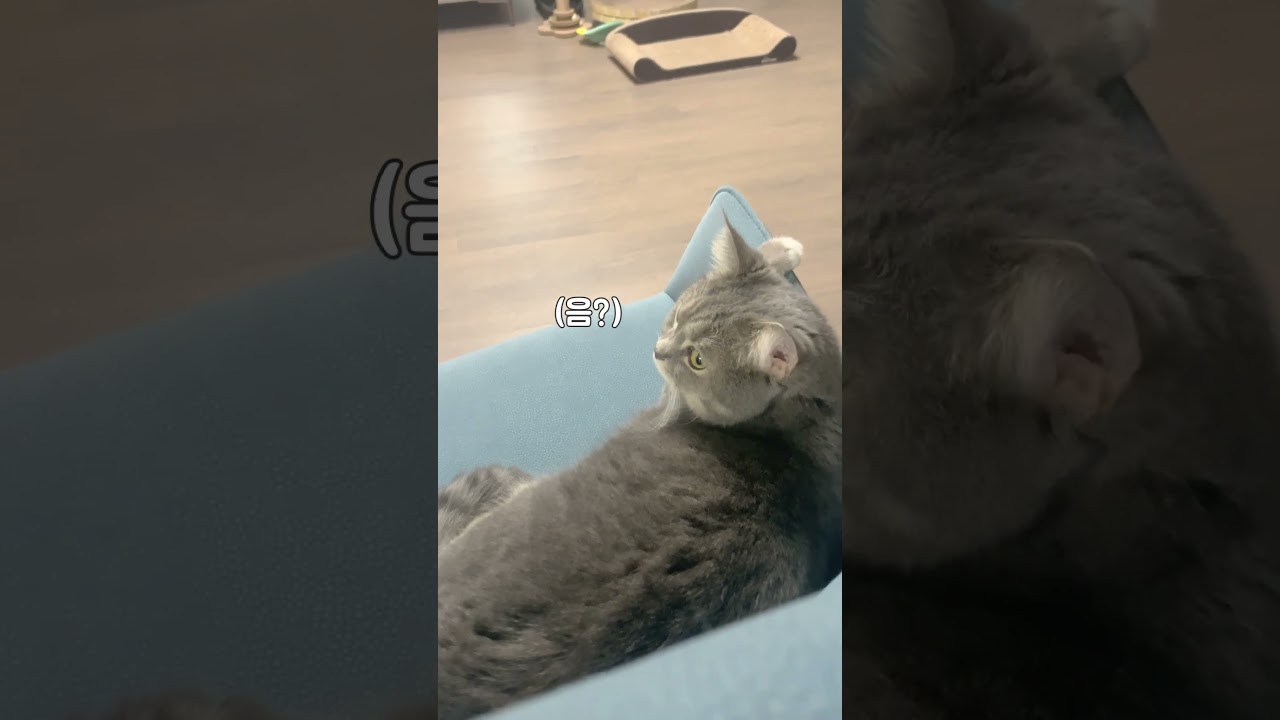 고양이 훔쳐보다가 들키면 이렇게 됩니다