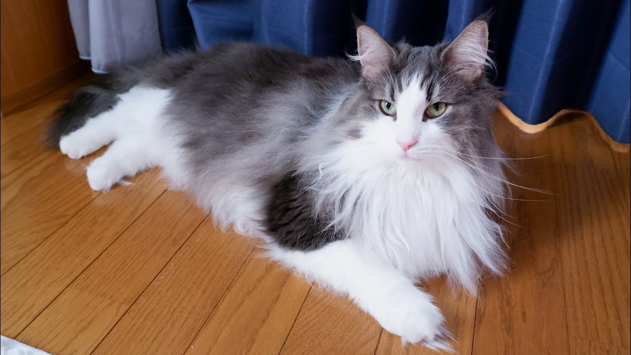 【のんびり♪】カーテンの裏に引きこもるのが最近のブームはもふ猫たちwwwノルウェージャンフォレストキャットとターキッシュアンゴラ