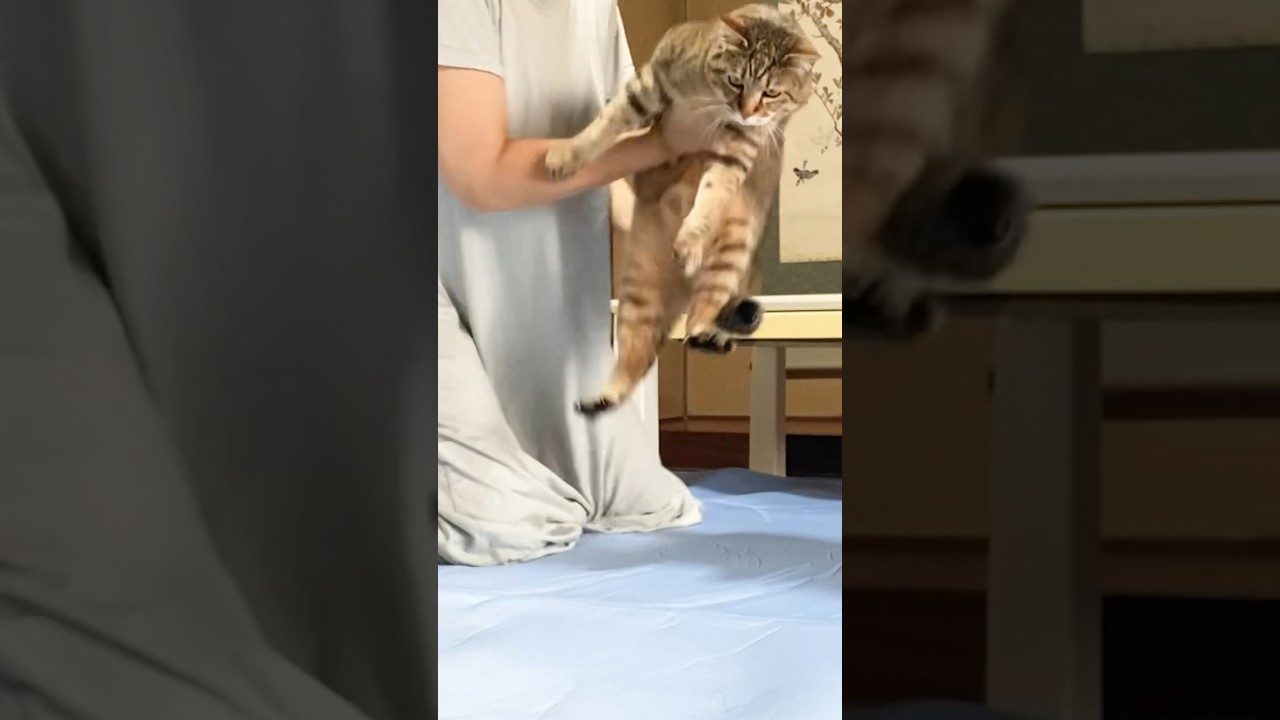 元野良猫がひんやりシーツを知ってしまった結果…笑 #元野良猫 #猫のいる暮らし #夏