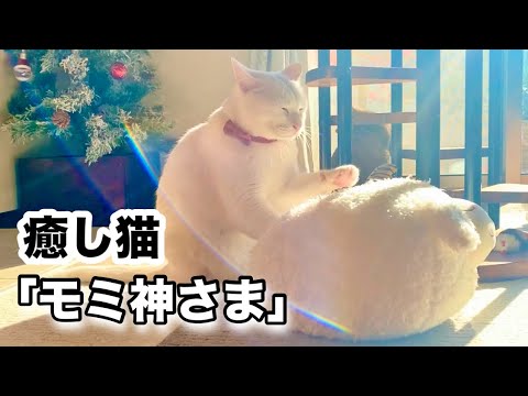 拾った子猫が成長したら「もみ神さま」のようになりました