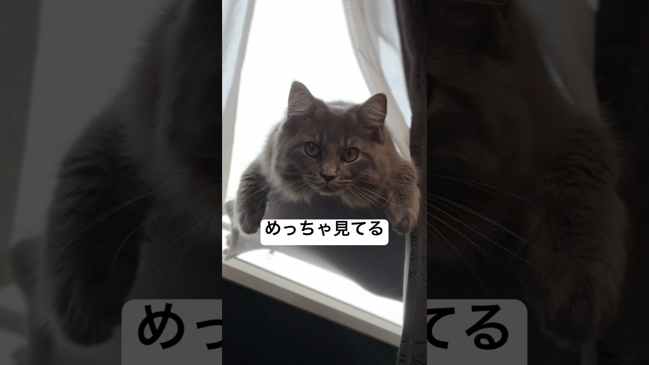 視線を感じるすいちゃん #猫#cat#サイベリアン#Siberian#子猫#고양이#猫のいる生活