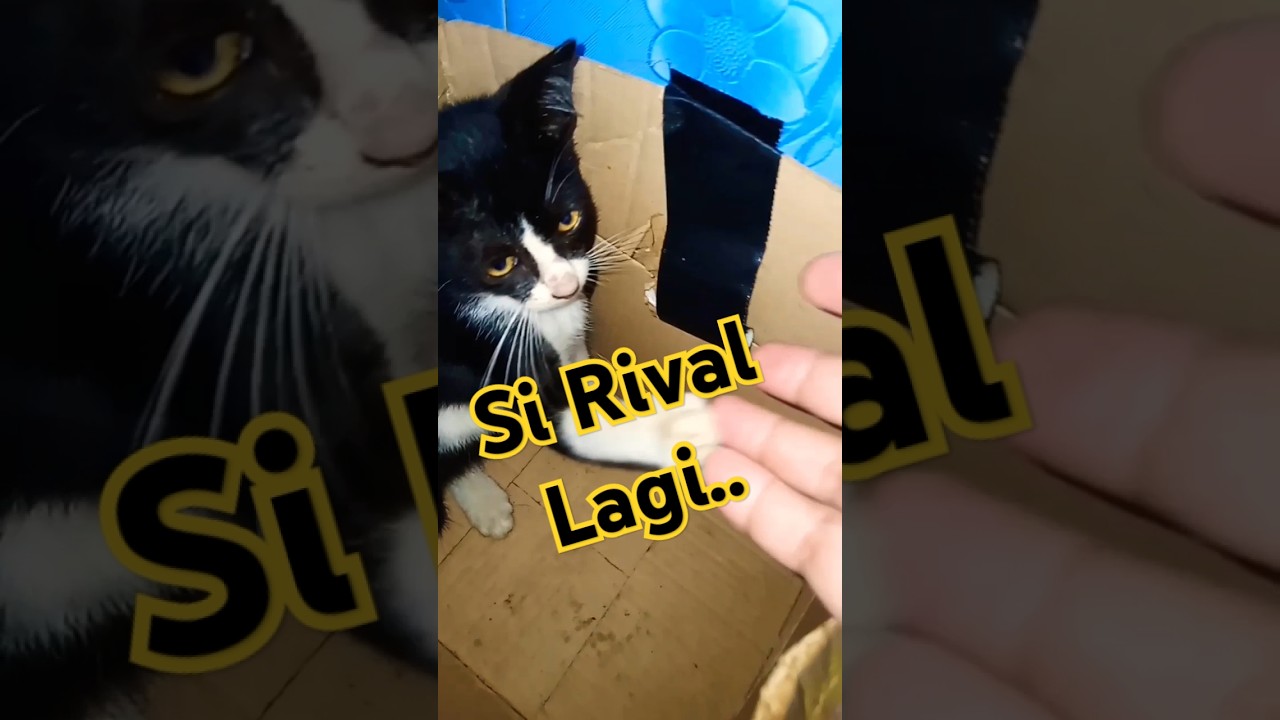 Rival saliman #shorts #cat #catlover #subscribe