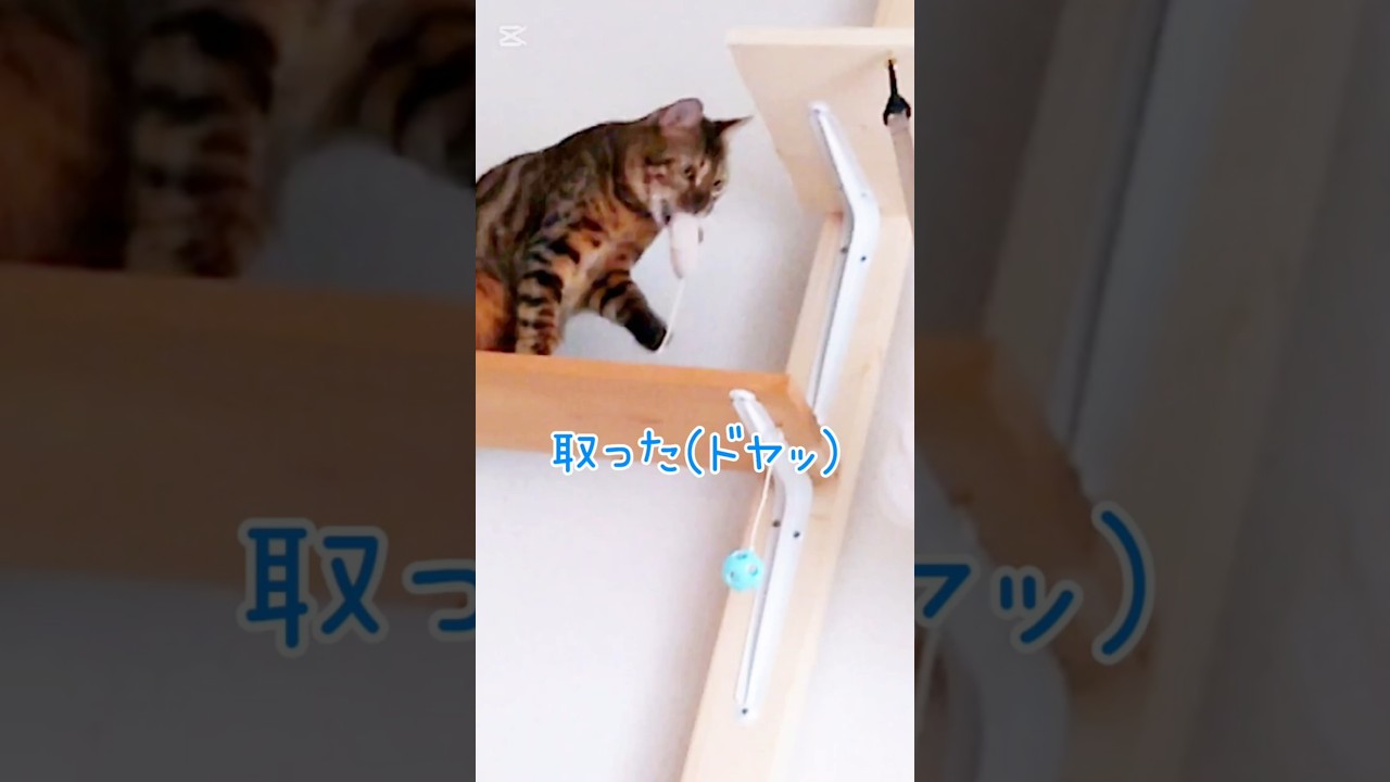 取った自慢！ #猫 #猫動画 #猫のいる暮らし #ベンガル #cat #fyp #shorts #short