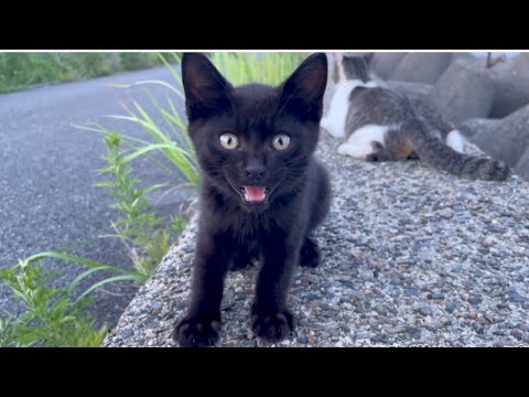 鳴き声の可愛い黒子猫ちゃんとお母さん猫