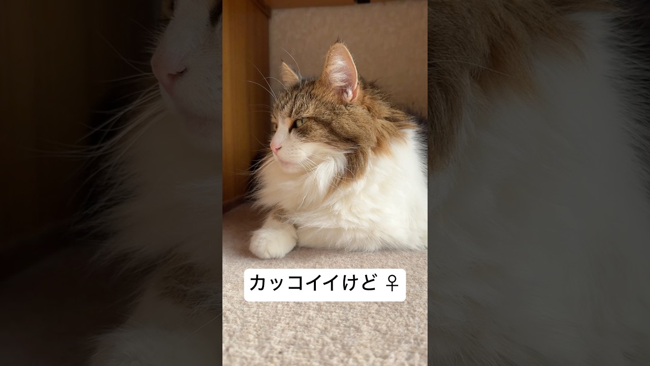 朝日を浴びる猫🐈    #猫 #cat #ノルウェージャンフォレストキャット