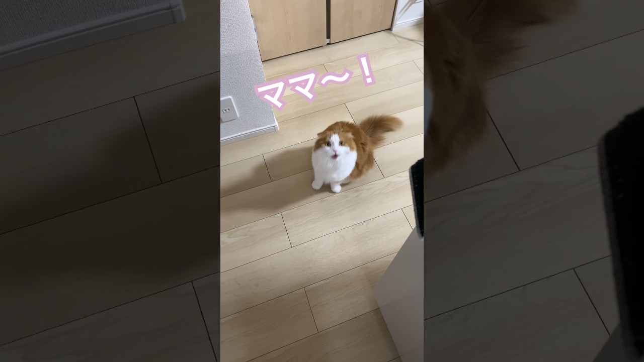 着いてこいと言う猫 #スコティッシュフォールド #長毛猫 #折れ耳 #cat #shorts #ねこ姉妹チャンネル