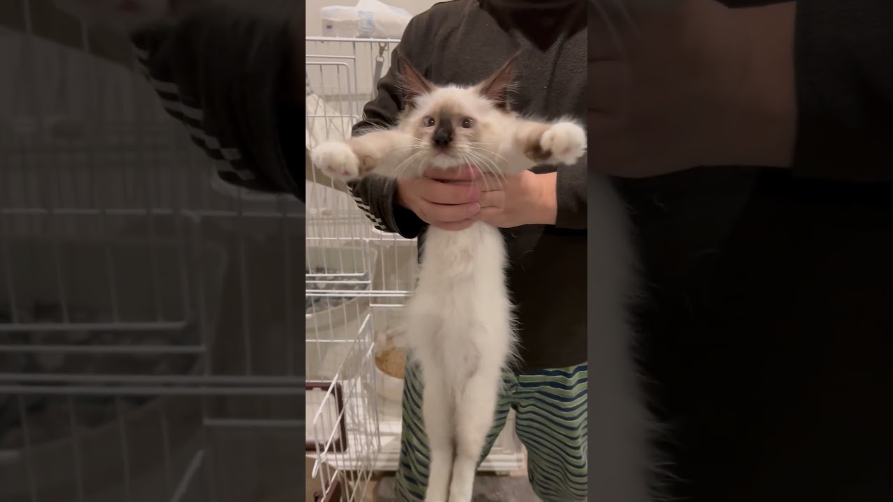 ラグドールテストやってみた！ #cat #ねこ #ラグドール #ねこのいる生活