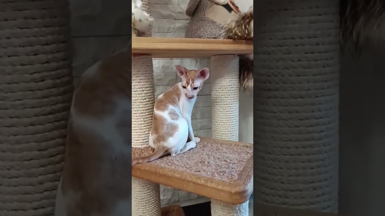 Charming Cornish Rex Ratatouille — He is Your Future Favorite