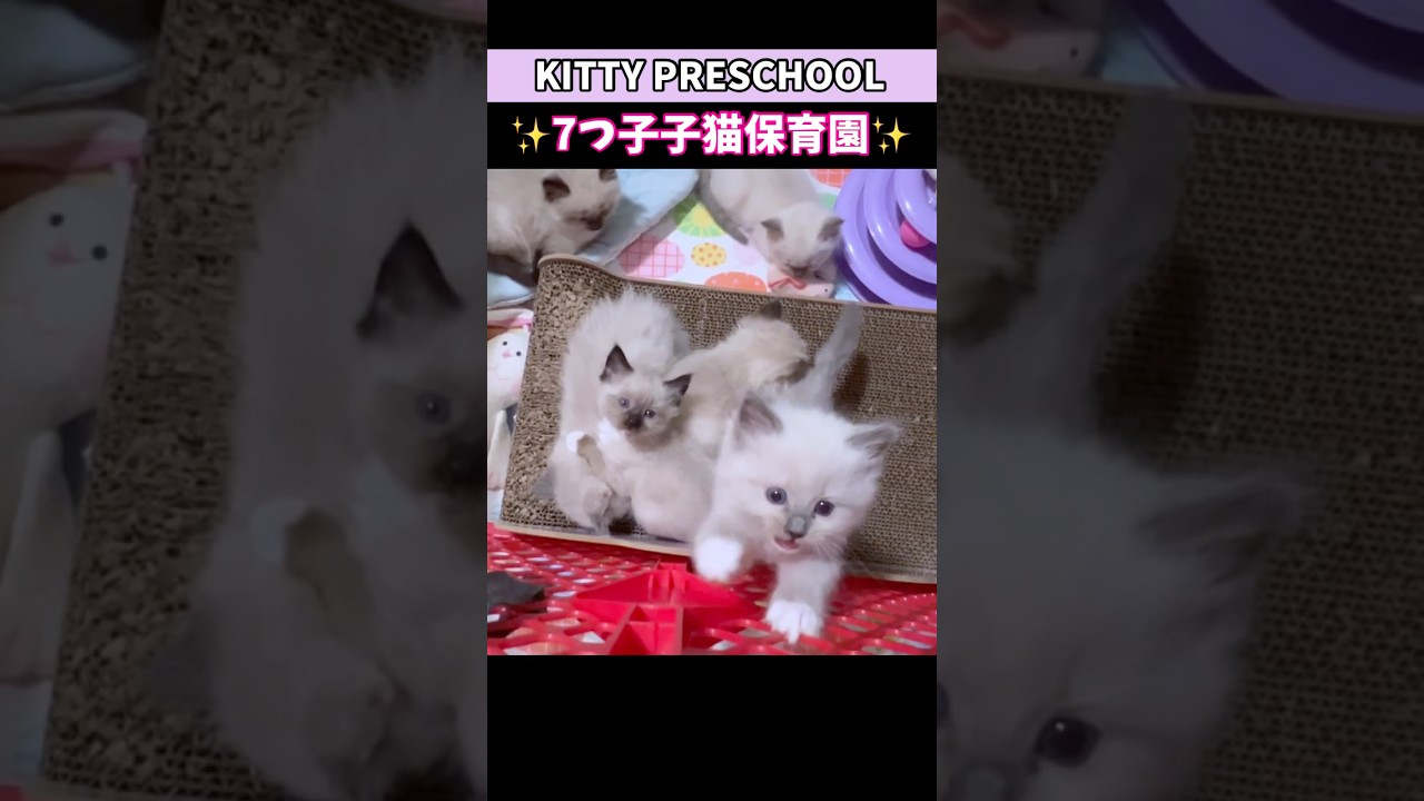 大脱走大失敗‼️子猫が落下🙀 #shorts #子猫 #ラグドール