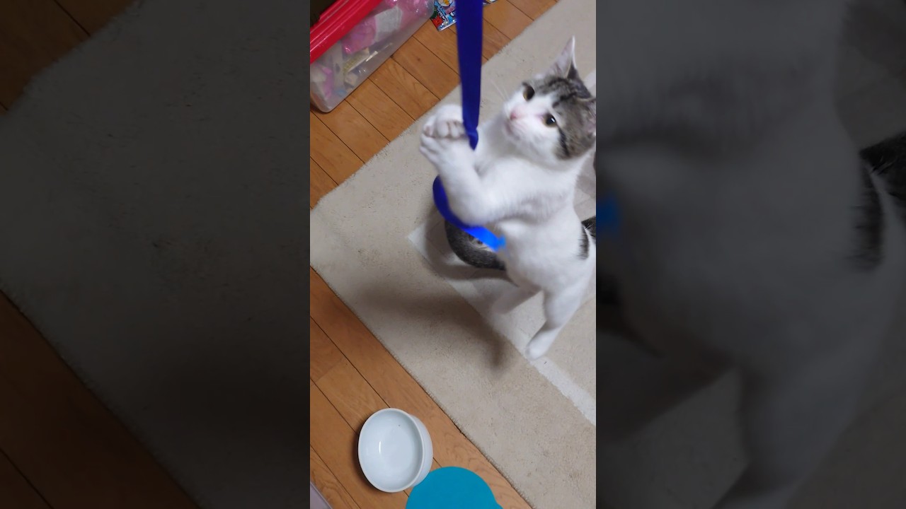 スロー映像　ヒモに夢中な子猫たち　#猫 #ねこ #cat