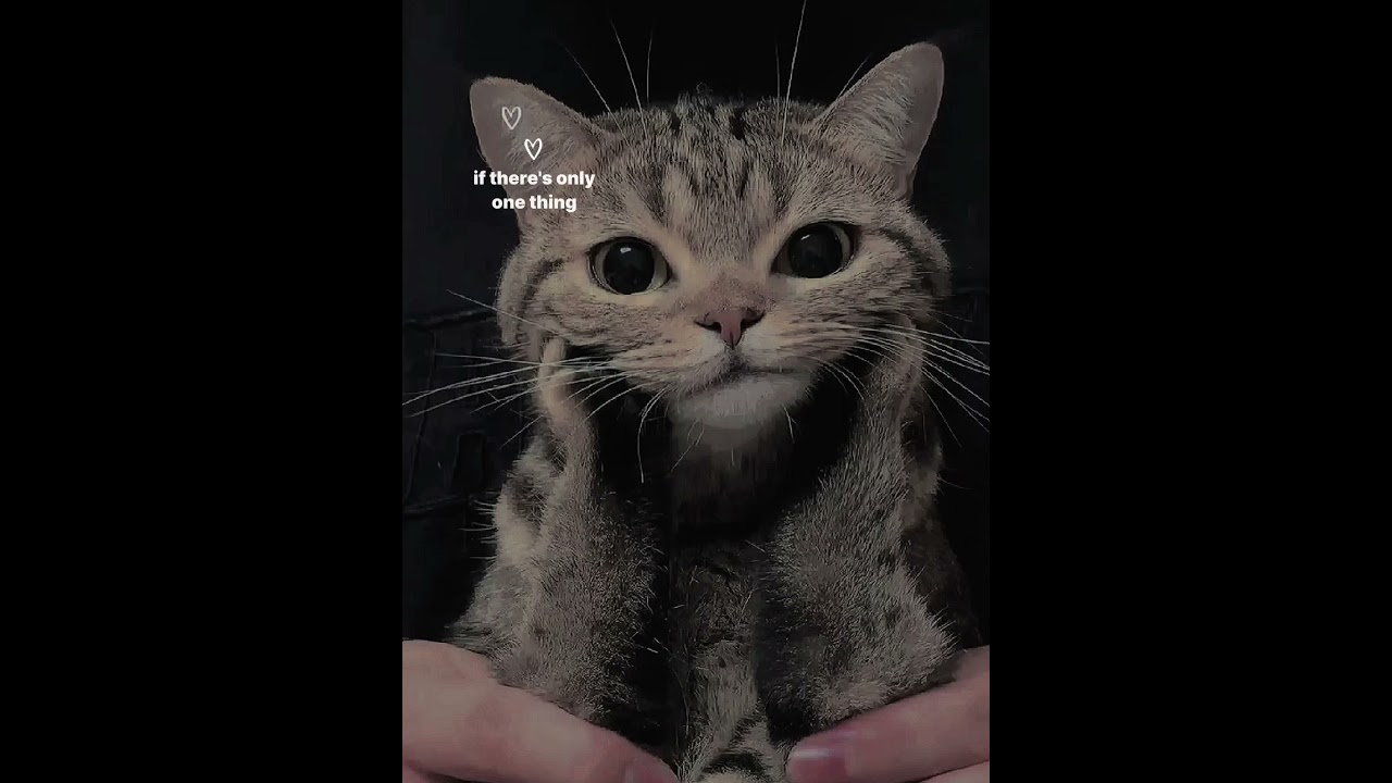 Top 10 Most Popular Cat Breeds in the USA
