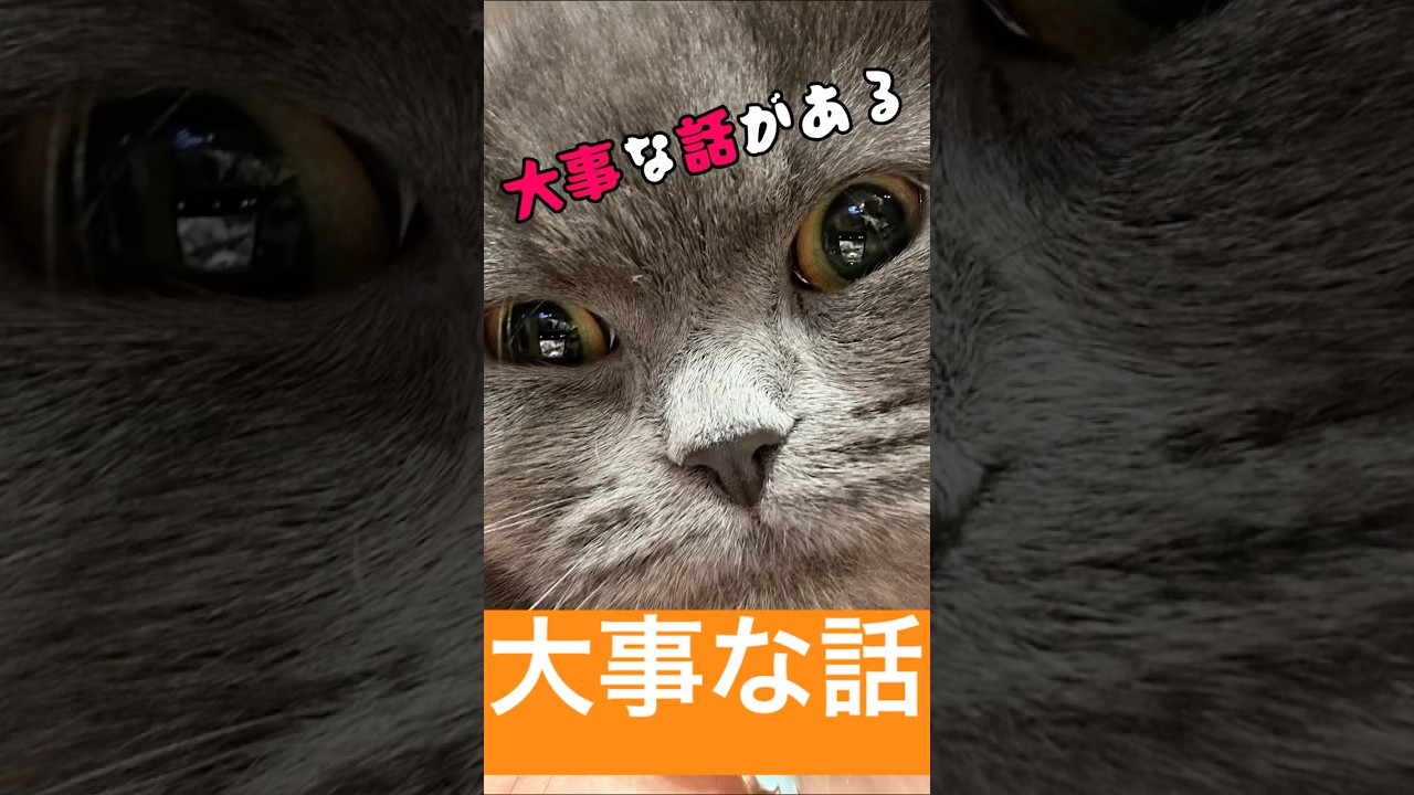 大事な話がある🐱#shorts #cat#ラグドール#ブリティッシュショートヘア