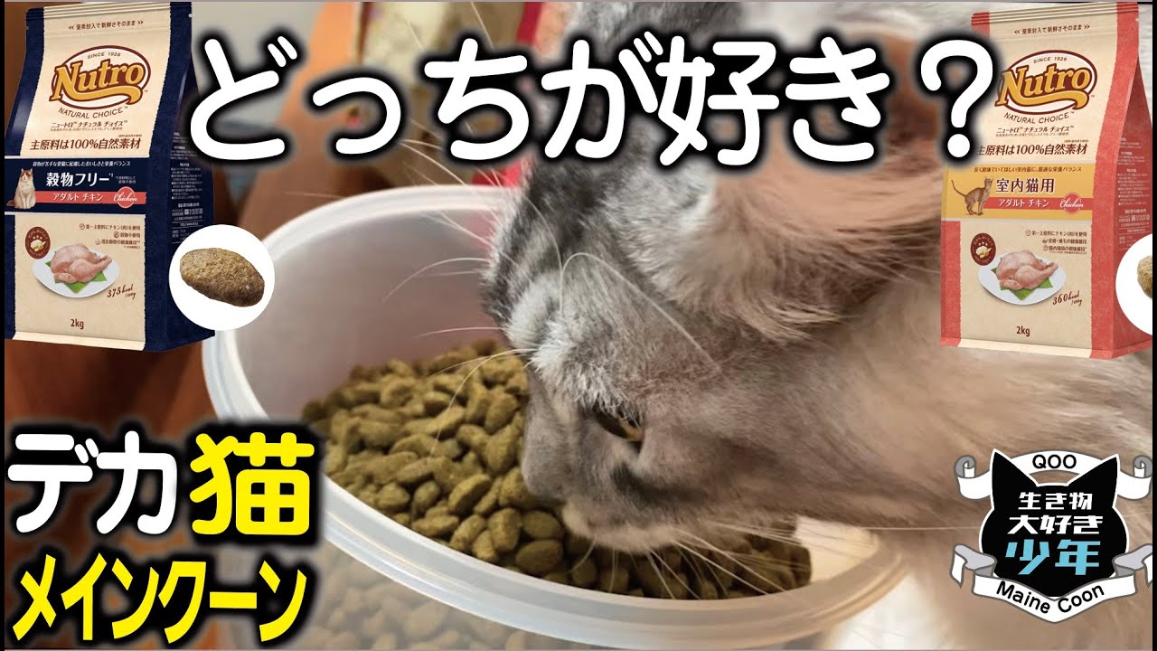 【メインクーン】猫のエサ、ダイエットフードから穀物フリー へ。実験検証。