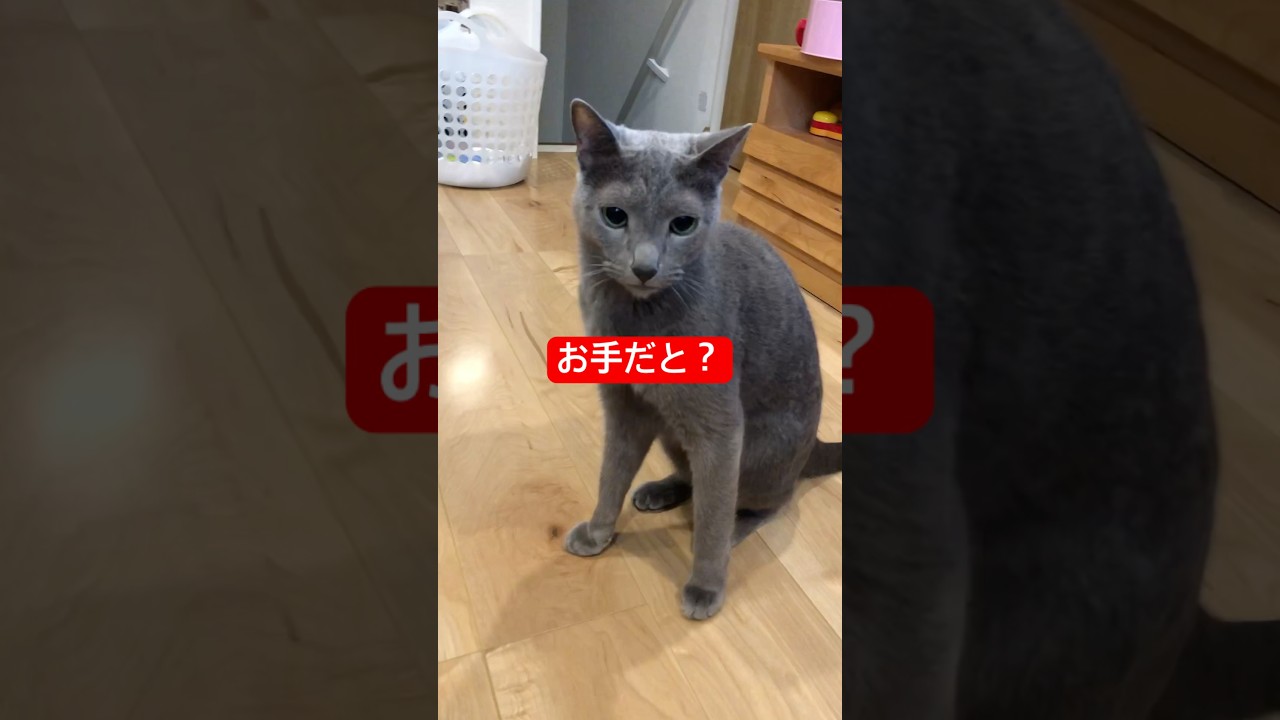 犬ねっこロシアンブルー#ロシアンブルー #猫