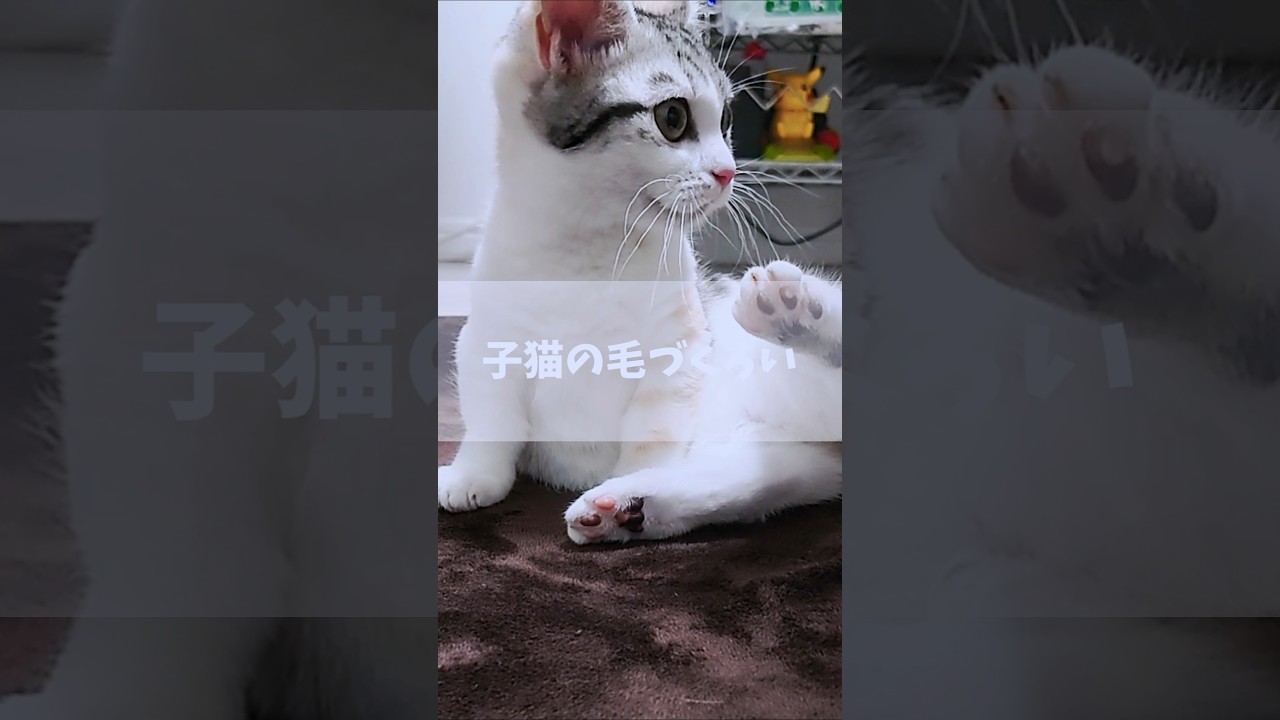 【チビびび】子猫の毛づくろいはまだまだぎこちないですね #cat #猫 #猫の毛づくろい #猫のいる暮らし #shorts