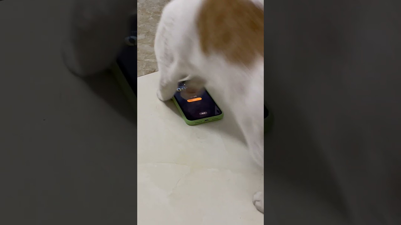 Tôi nói con mèo tắt báo thức mà sếp ko có tin 🥲 #meo #meota #cat #meow #trending