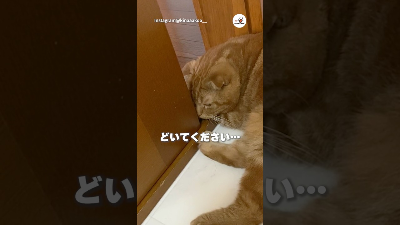 絶対に動かない😸｜PECO #スコティッシュフォールド #猫 #愛猫家 #猫のいる暮らし  #scottishfold #cat #catlover #catlife