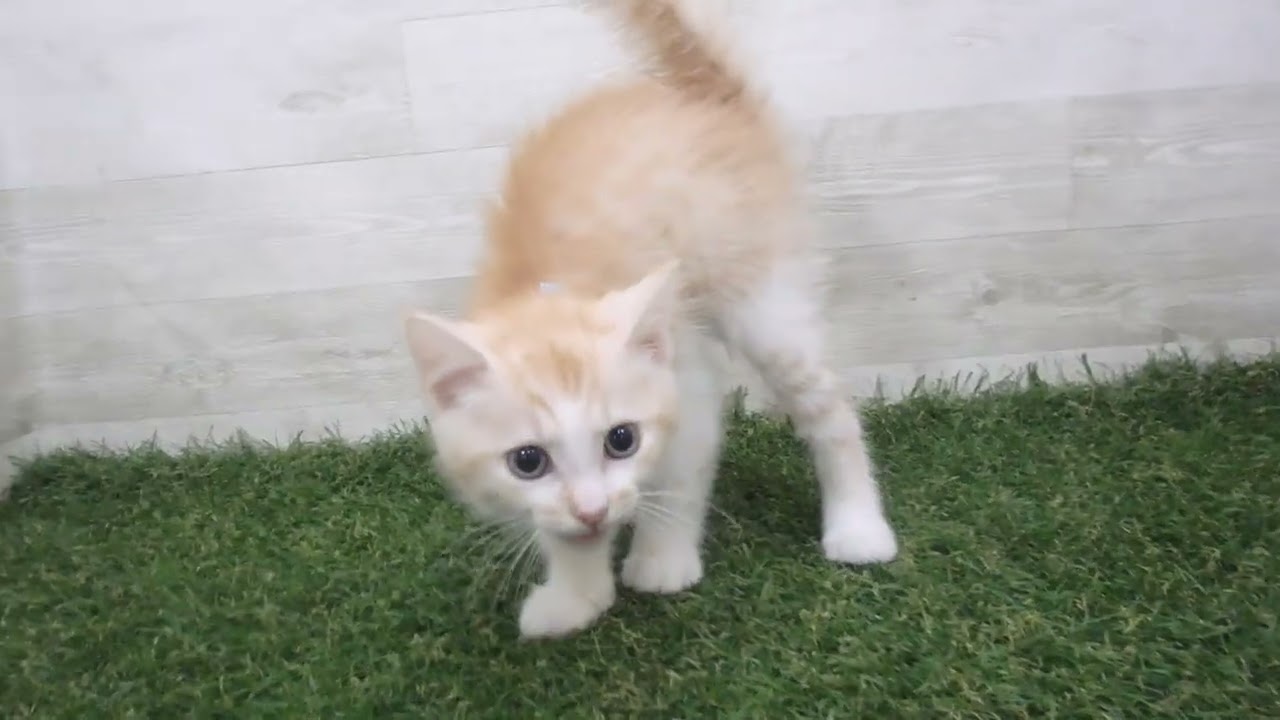 Coo&RIKU　No00697072 アメリカンカール