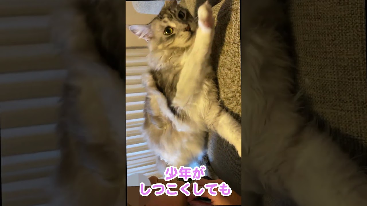 少年を優しく受け入れる大型猫#メインクーン#shorts