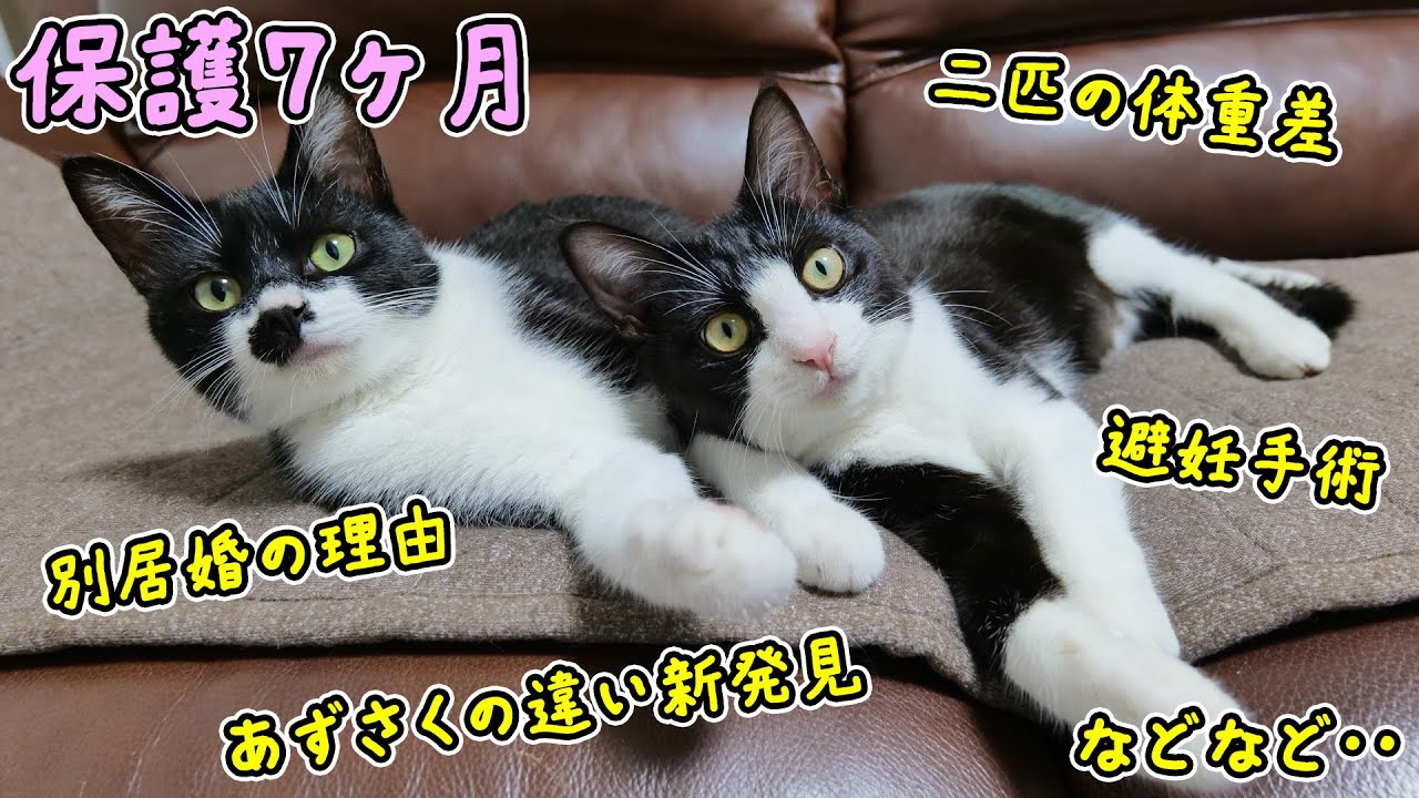 子猫姉妹を保護して7カ月🐈🐈避妊手術、あずさくの引越し、生活の現状などいろいろなお話