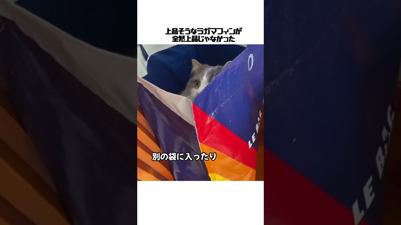 上品そうなラガマフィンが全然上品じゃなかった