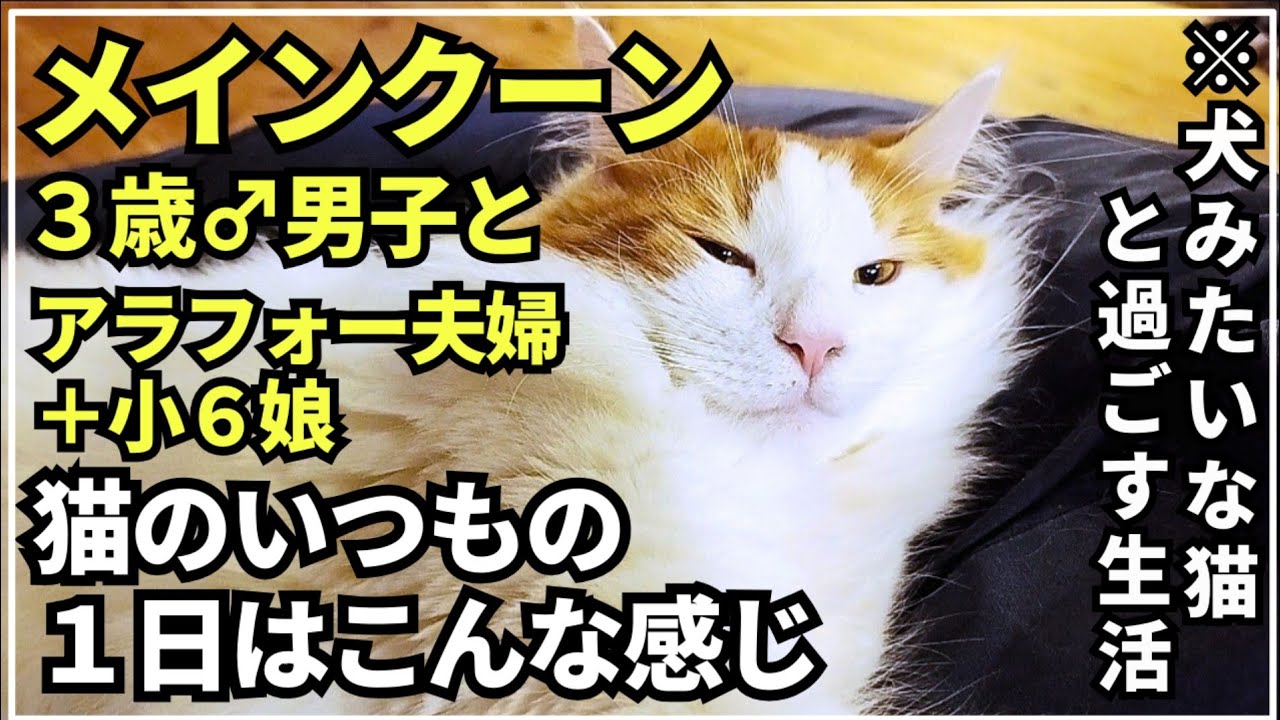 メインクーンの１日はこんな感じ【大型猫メインクーン】