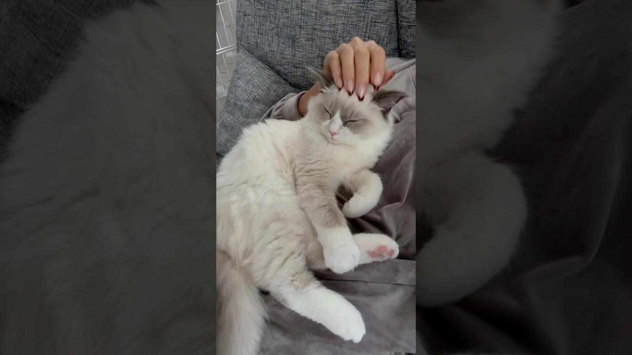痒いところに手が届いたらしい#ラグドール#ラグドール子猫#ブルーポイントバイカラー#子猫#猫#猫のいる暮らし#猫のいる生活#ragdoll#cat#kitty#kitten#ねこのいる生活