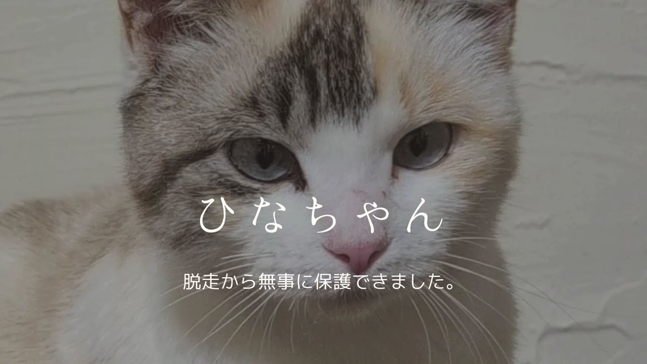 【虐待 保護猫】ひなちゃん。脱走から無事に保護できました。