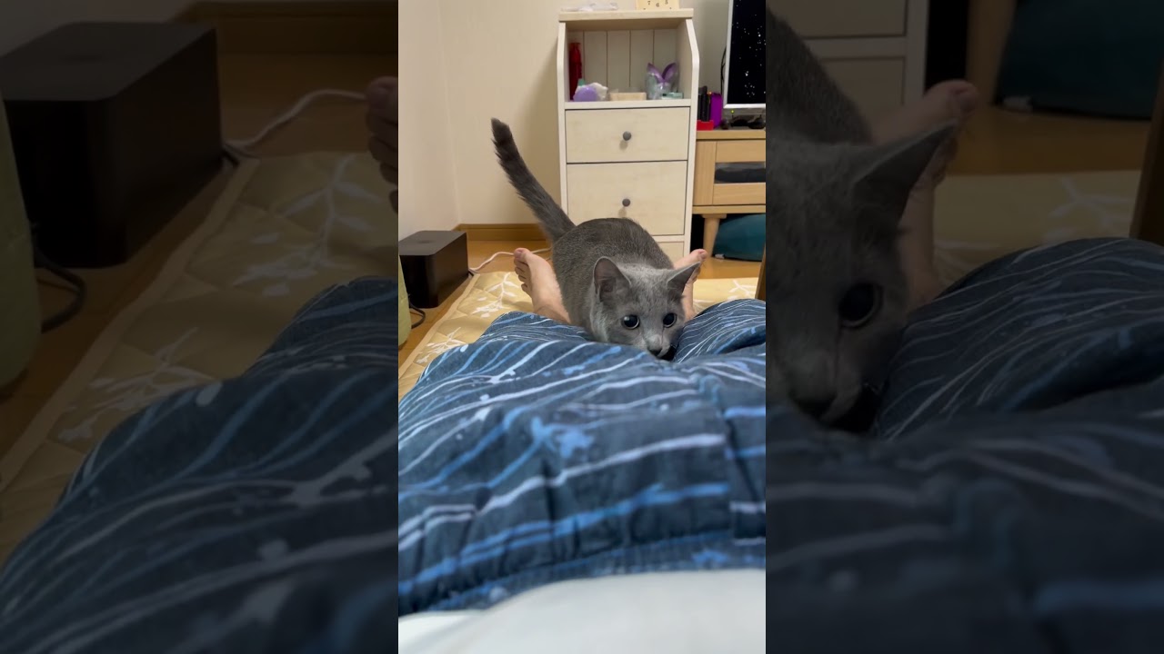 【猫ロシアンブルー】そらちゃん の悲劇😱・・パパに近付いた結果#shorts