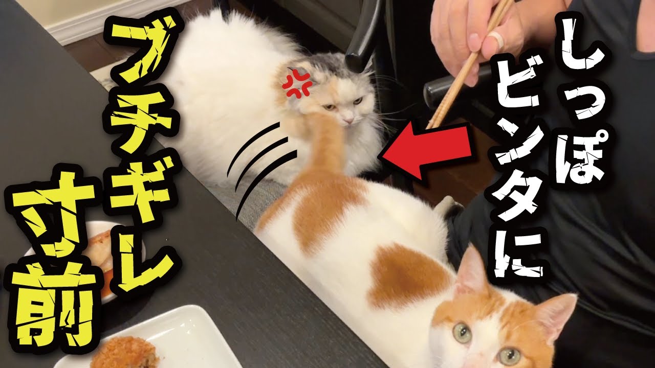 先輩猫にしっぽビンタされてブチギレ寸前の後輩猫【関西弁でしゃべる猫】【猫アテレコ】