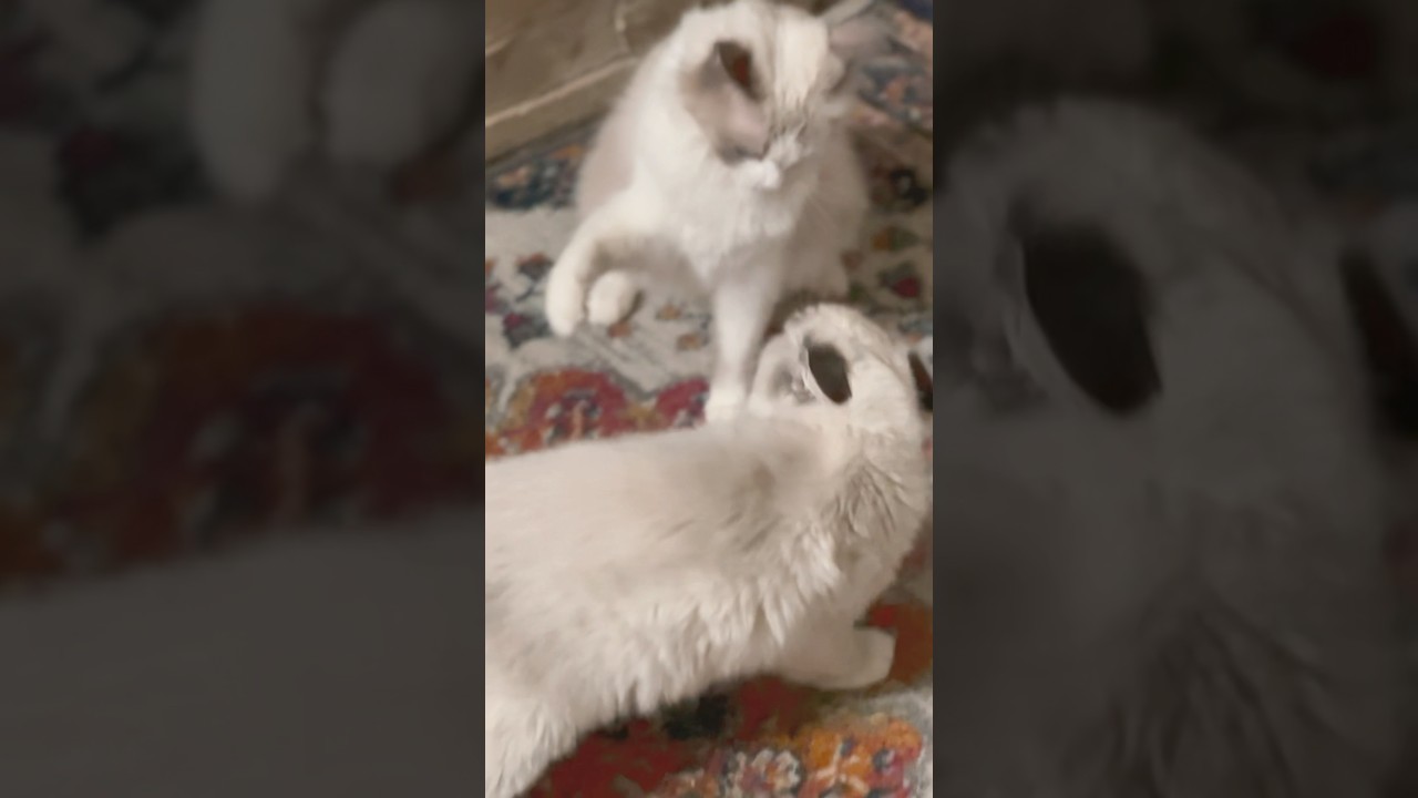 やんちゃな新入り子猫vs先住猫 #shorts #子猫 #ラグドール