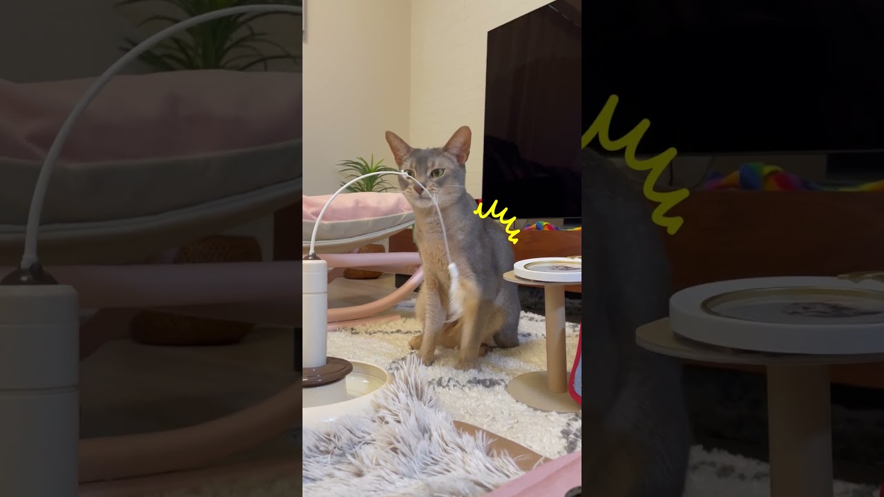 アビシニアンとは その25 #shorts #猫 #アビシニアン