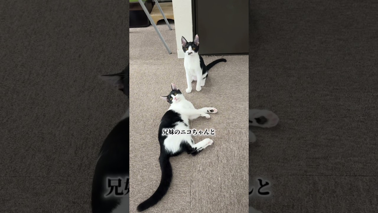 黒ひげの日常。#保護猫