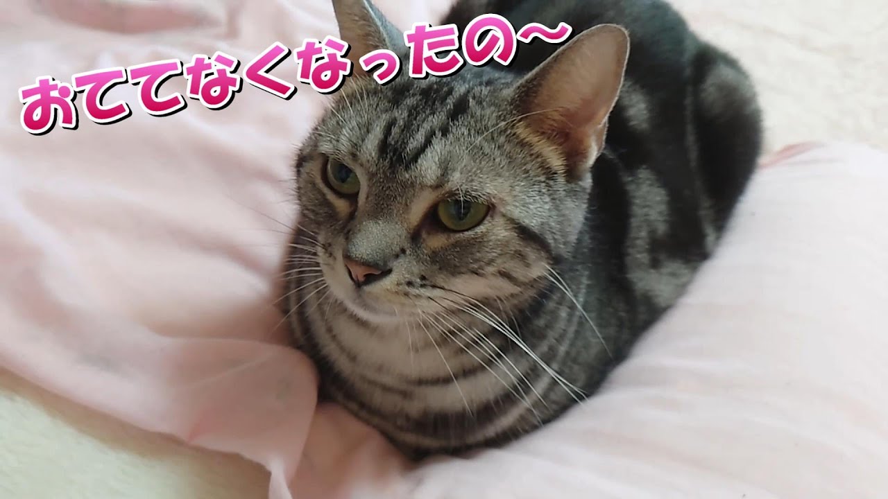 猫がかわいいときー！（アメリカンショートヘア）