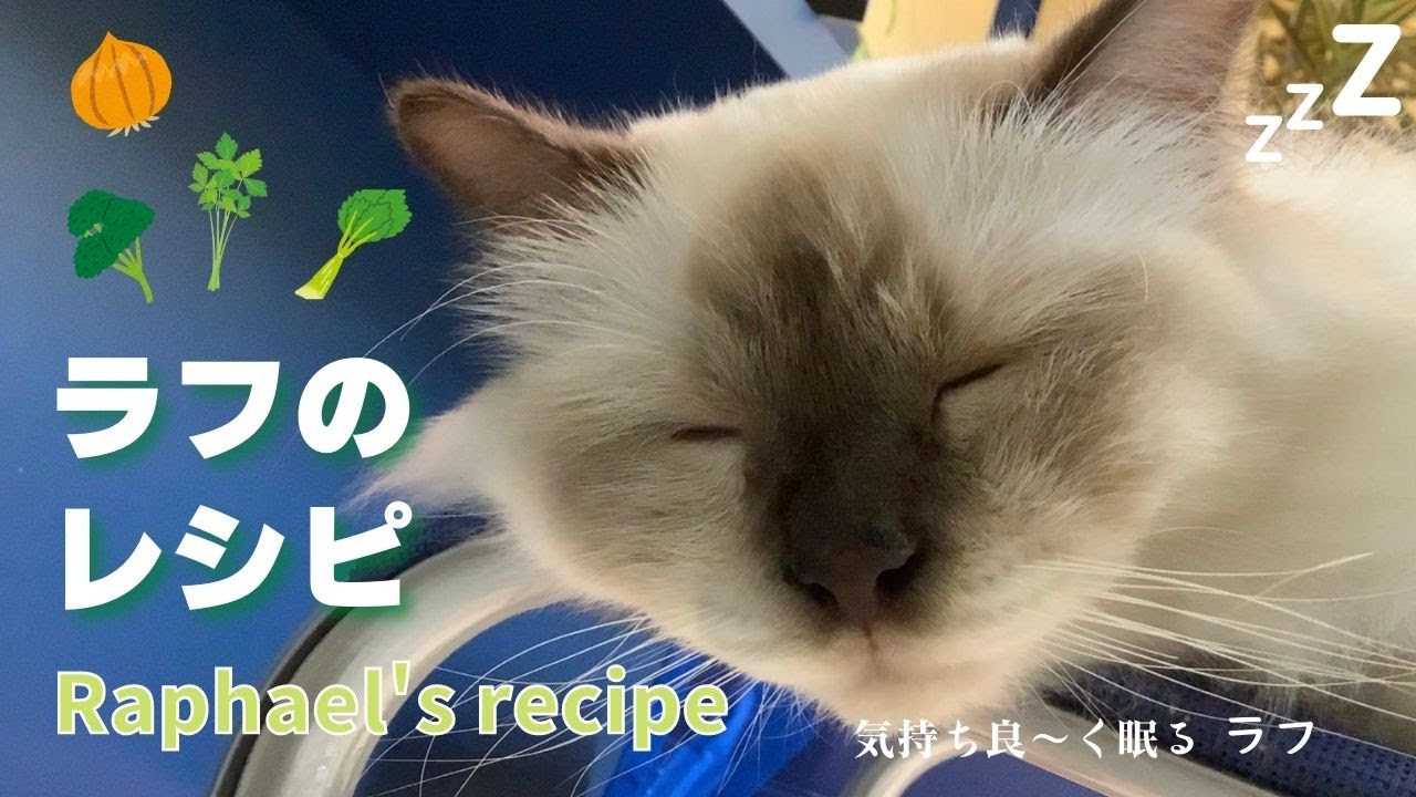 気持ち良～く眠るバーマン猫【ラフのレシピ】Raphael's recipe（バーマン猫）Birman/Cat