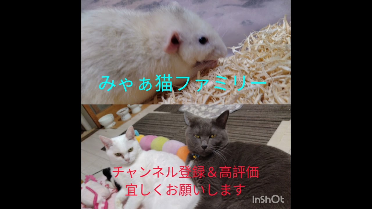 3匹の生まれてからの日数！ #ファンシーラット #日本猫 #クリ #ハジ #ジジタン