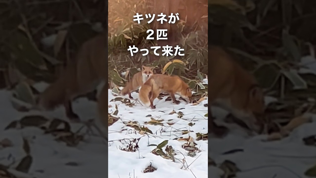 キツネに逃げられる猫 #shorts