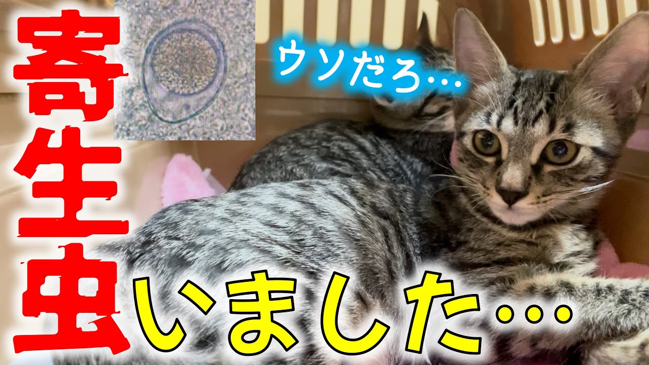 【子猫のお腹に…】保護子猫を検査したら「コクシジウム」がいた…！激マズ薬をあげる／こつぶ一家その後