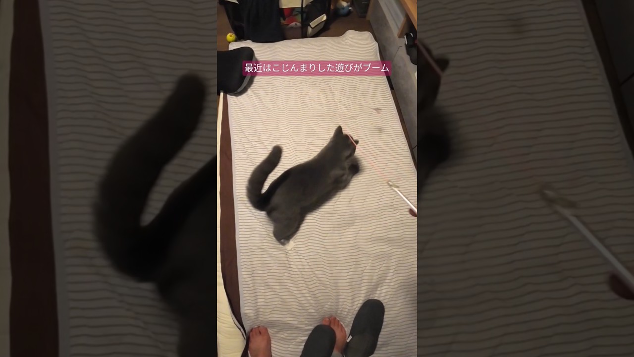 1回の量より質と回数を追い求めるストイックトレーニーみぞれさん #猫のいる暮らし #猫のいる生活 #スコティッシュストレート #cat #scottish
