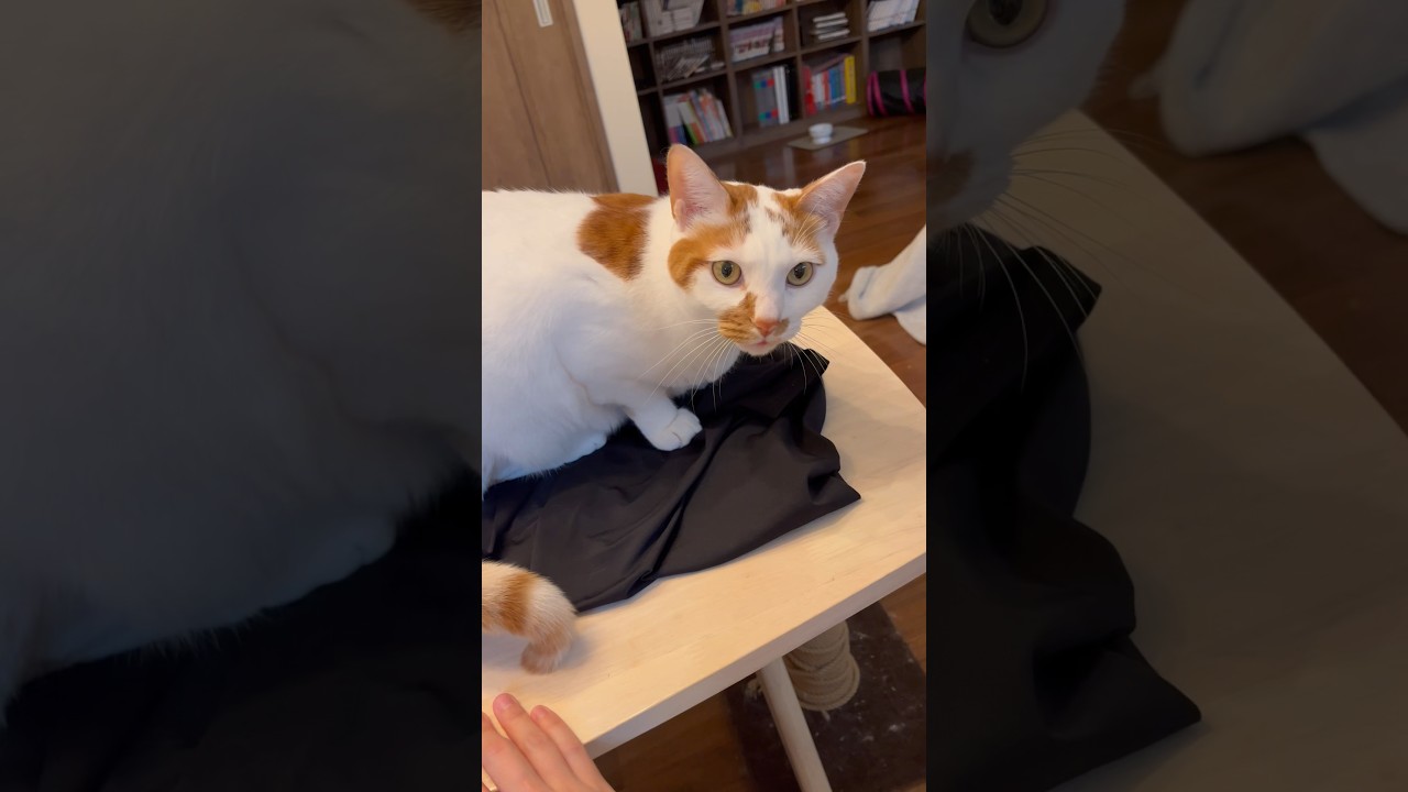 的確に困ることをしてくる愛い猫 #cat #保護猫 #日本猫