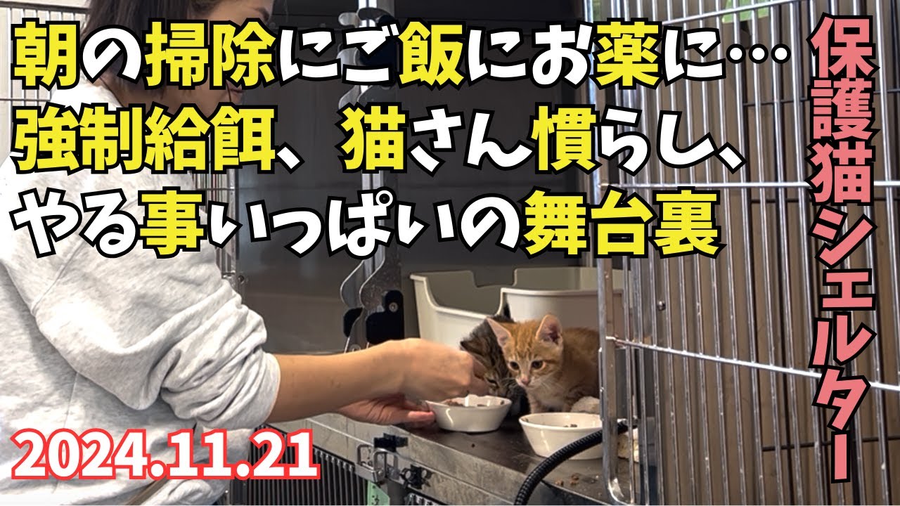 【今日のしあわせにゃん家】2024年11月21日子猫に強制給餌・威嚇威嚇！！猫さんちゅーるタイム
