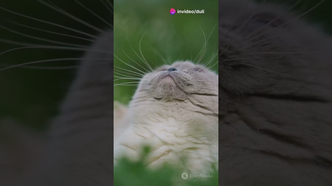 5 Amazing Facts About Birman Cats! #cat