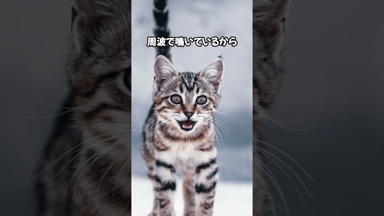 猫が大好きな人にしか見せない秘密が可愛すぎた🐈🤍 #cat #ねこのいる幸せ #ねこ好きさんと繋がりたい #ねこ大好き #ねこのいる暮らし #猫動画