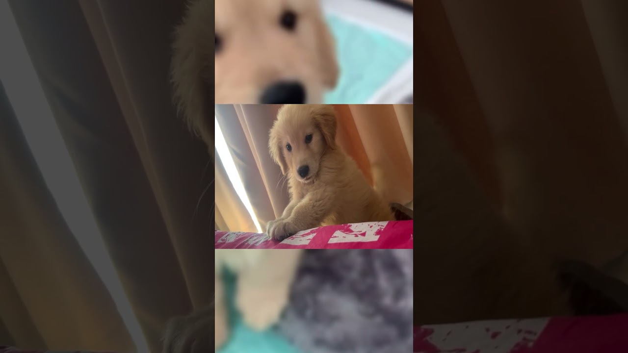 #pets #pet #petslover #puppy #animallover #cutecat