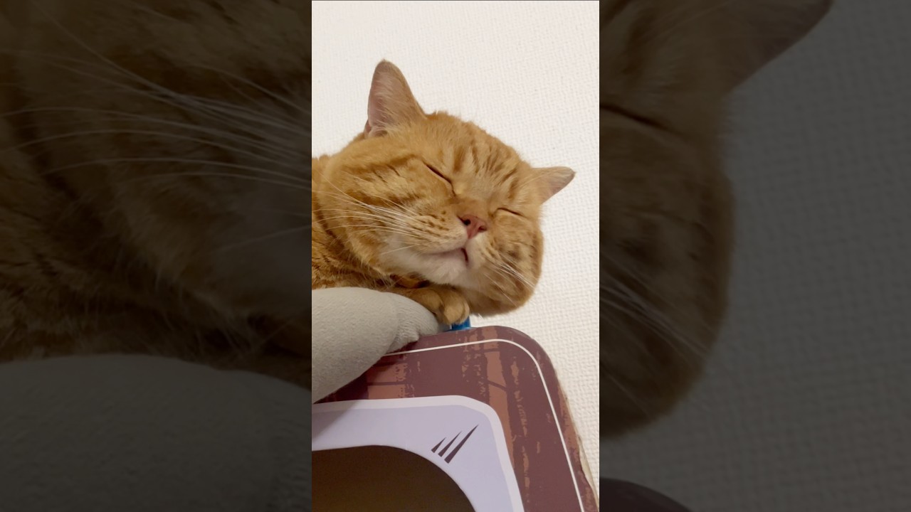 寝てる時に『ハッ！』とした猫 #マンチカン #shorts