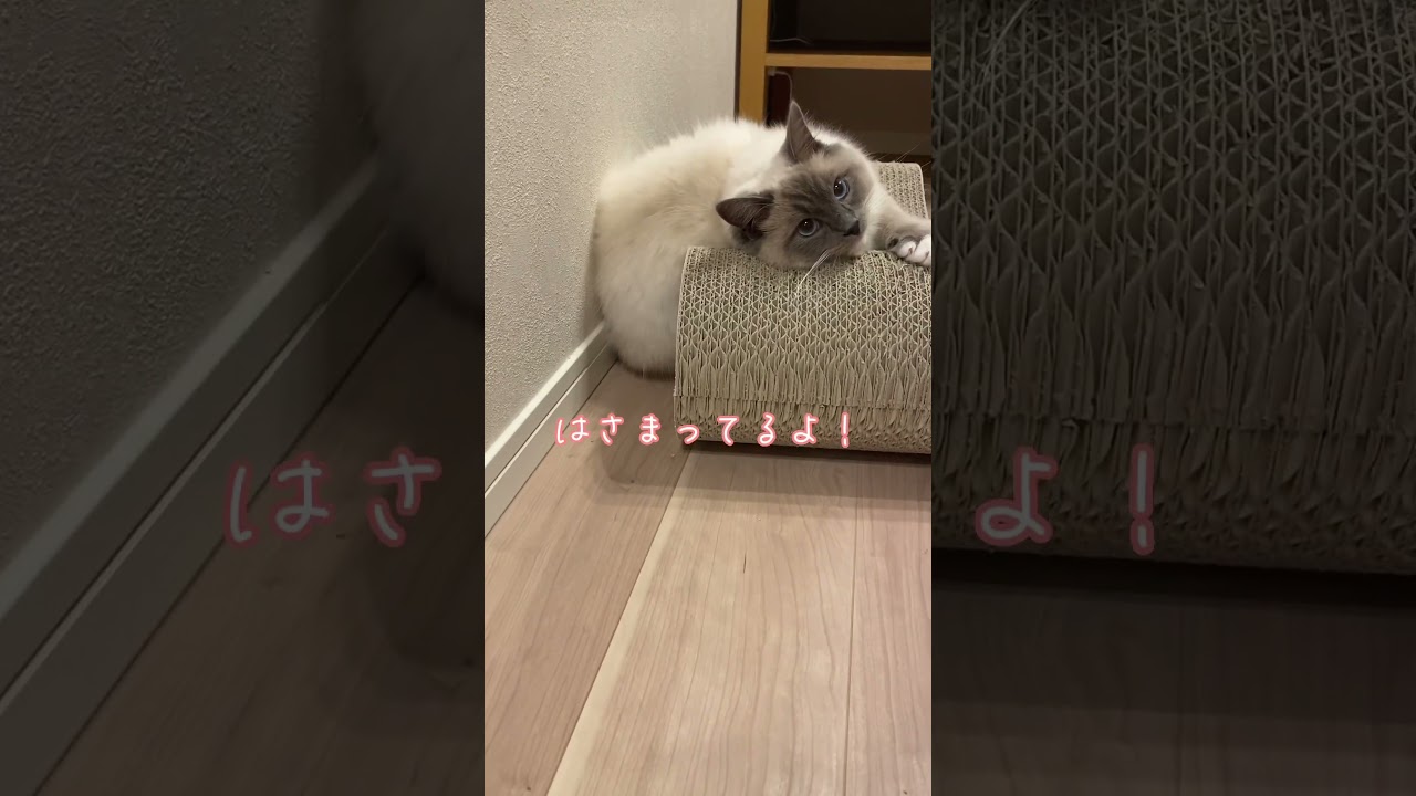 【はさまる猫】 #猫 #ねこ #ラグドール #ragdollcat #猫動画 #ねこのいる生活 #cat #かわいい猫 #おもしろ動画 #shorts #short #ねこ動画 #かわいい