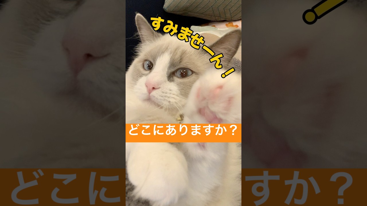 大間違いしちゃう客#shorts #cat #ブリティッシュショートヘア #ラグドール