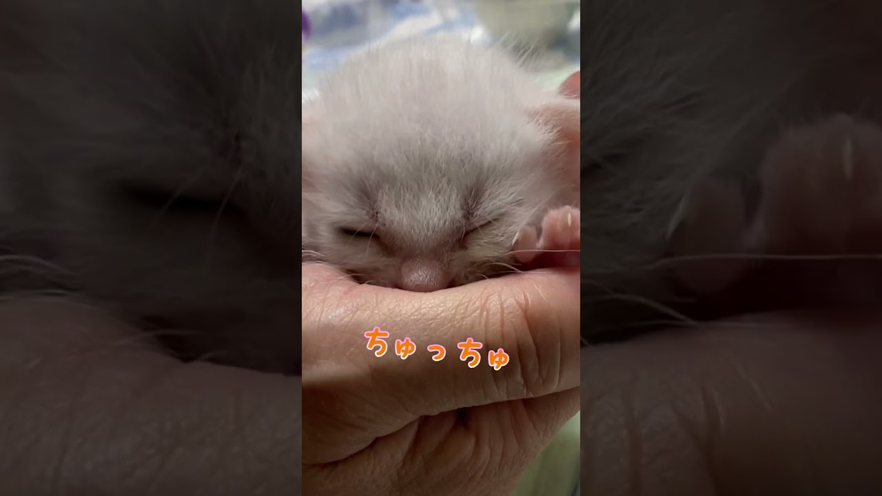 赤ちゃん猫の甘噛みが優しくて癒される集