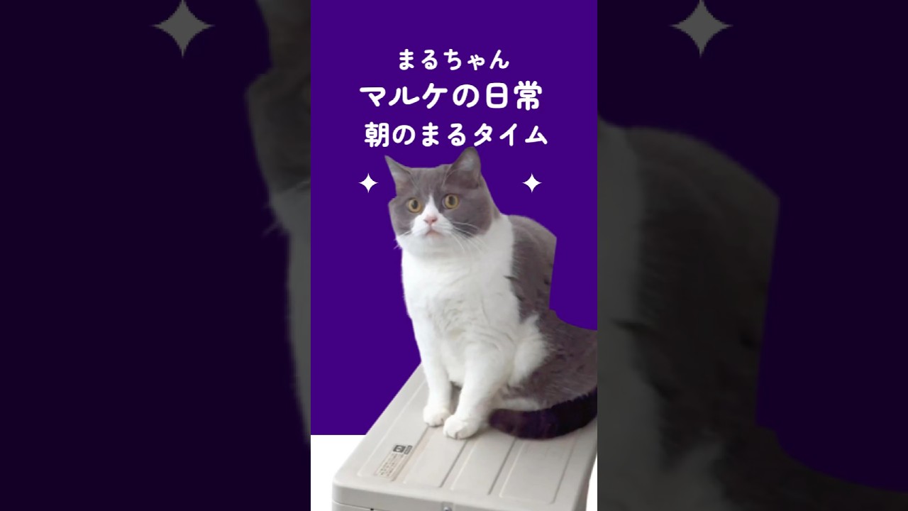 まるちゃん可愛すぎやろがい #猫がいる暮らし #猫 #cat #ブリテッシュショートヘアー #猫のいる暮らし #猫好きさんと繋がりたい