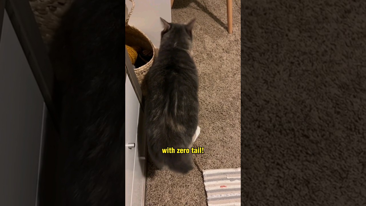 The Manx Cat